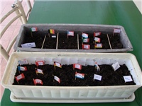 1b9c4a81-Paradajzi tek posijani1 (640x480).jpg